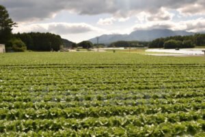 0115654364ab22ecb162bf6b762c1224879373bf