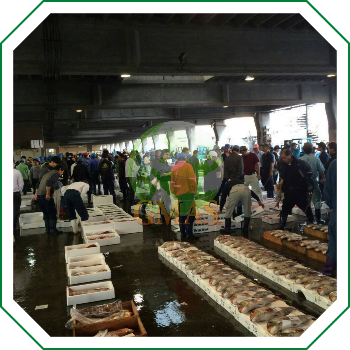 HẢI SẢN TƯƠI NGON ĐƯỢC ĐƯA LÊN TỪ BIỂN CẢ