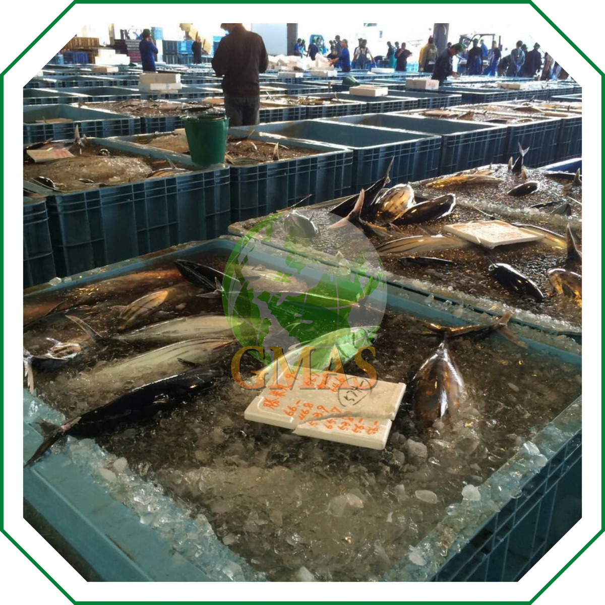 GIỮ CÁ LUÔN TƯƠI ĐẾN TAY NGƯỜI DÙNG