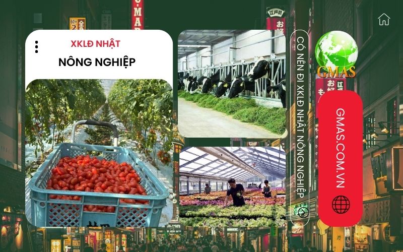 Đơn Hàng Xuất Khẩu Lao Động Nhật Bản ngành Nông Nghiệp 24 xkld nhat ban nganh nong nghiep