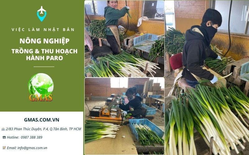 thu hoach paro xkld nhat