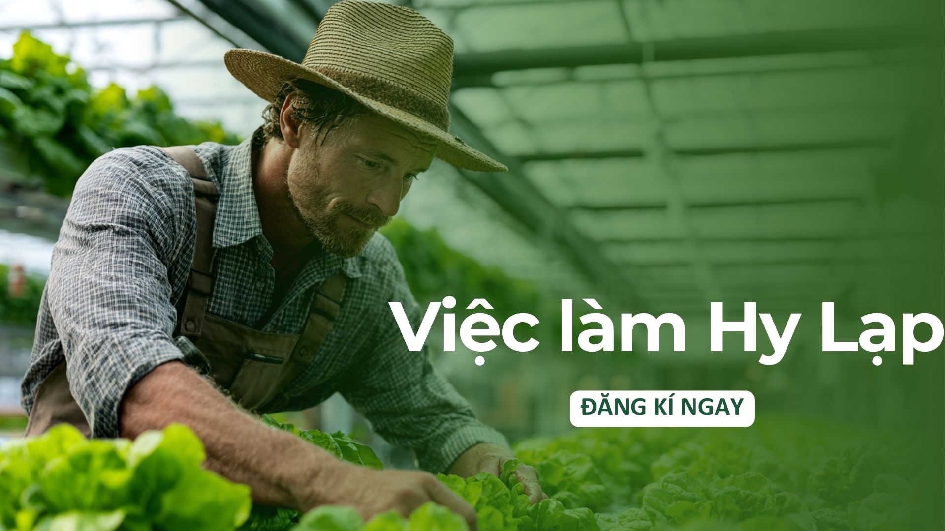 Việc làm Hy Lạp có cần tiếng Anh không? Giải đáp 2026 26 VLHY